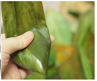 8、咖喱牛肉粽,将粽叶往一个方向叠去,完全包裹糯米