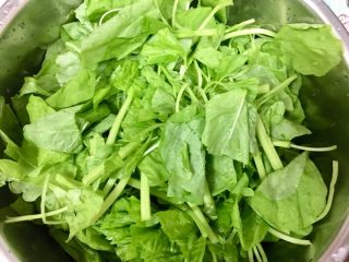 2、莧菜金針菇,將洗淨的莧菜切段