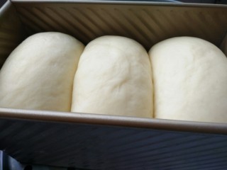 8、黑米面包,放入吐司模具中，放入烤箱加1碗热水，38度醒发50分钟，醒发到图中8到九分满即可