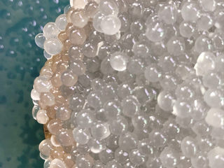 1、芋头西米露,首先煮好西米(有专门写一篇煮西米的菜谱,这里就不重复了,需要的亲可以看看)