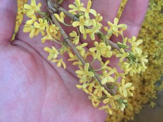 2、自制糖桂花,摘得时候从花茎根处摘下 