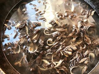 3、香辣麻酱毛肚,锅中烧开水放入毛肚丝焯水时间不要过长影响口感估计1分钟左右捞出即可