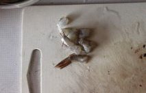 1、炸虾马铃薯混血可乐饼,大虾去头,去掉肠泥,并包去上半部分的虾壳,将上半部分切成1cm的小丁