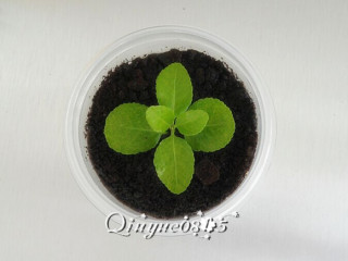 9、奥利奥酸奶盆景,放上喜欢的小植物