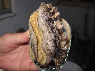 2、清蒸鲍鱼,看，它还在动呢。