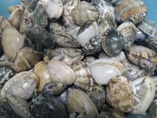 4、冬瓜饺子,蛤蜊洗干净