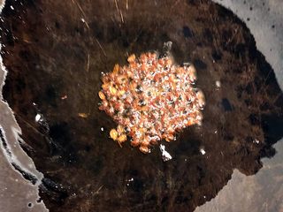 7、手撕包菜,热锅下油，放入胡椒爆香。