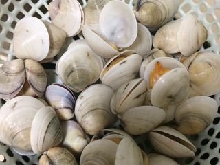 2、蛤蜊炖蛋,如图将焯好水的蛤蜊再次冲洗干净，沥干水分备用；