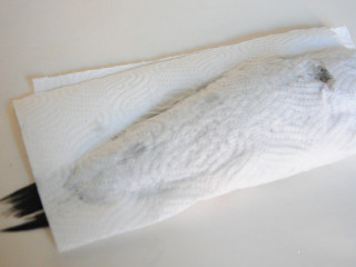 2、豆尖鲫鱼豆腐汤,鲫鱼洗净后用厨房纸巾沾干