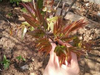 1、香椿芽炒蛋,新鲜采摘的香椿嫩芽。