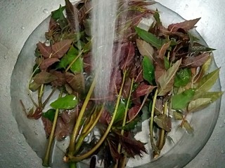 3、香椿芽炒蛋,香椿芽过水洗去浮尘。