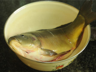 1、紫苏蒸桂鱼,桂鱼处理好