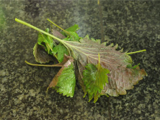 2、紫苏蒸桂鱼,紫苏清洗干净