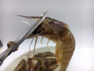 2、赛蟹肉版  炒虾仁,减去虾枪和虾爪