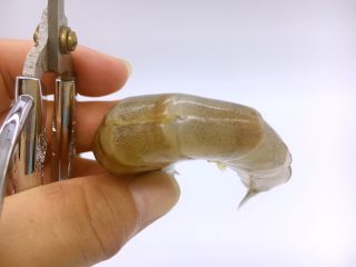 3、赛蟹肉版  炒虾仁,用剪子从虾背剪开个逢