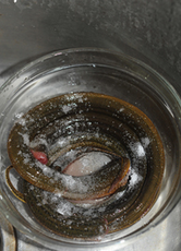 1、酱烧黄鳝,黄鳝在市场让摊主宰杀干净，回家再清理一遍，撒上盐或者白醋，捏两遍，这样黄鳝就不那么滑手了。