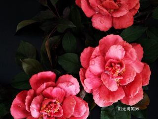 19、国色天香立体饼干,成品图。