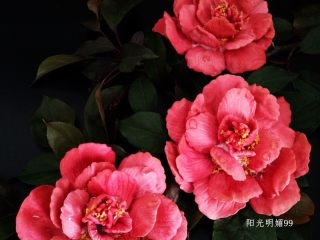 23、国色天香立体饼干,花开时节动京城。