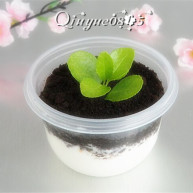 奥利奥酸奶盆景