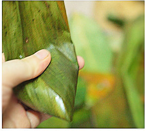 5、甜蜜红枣粽,将粽叶往一个方向叠，完全包裹糯米