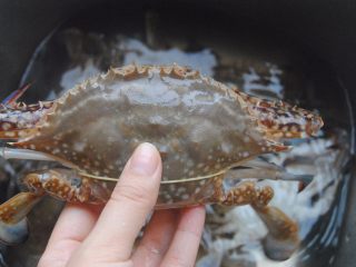 1、口水蟹,这个是梳子蟹，也叫母猪蟹，因为大只肥美而得名