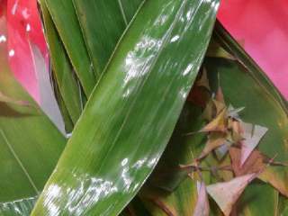 3、蜜枣什锦粽子,新鲜粽叶拿剪刀剪掉头和尾部，洗净。