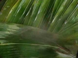 4、蜜枣什锦粽子,锅烧开水，放入新鲜粽叶煮烫变软。