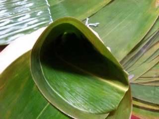 6、蜜枣什锦粽子,取2张粽叶并一起，折成漏斗形状。