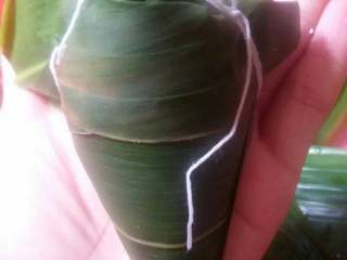 13、蜜枣什锦粽子,把绳子帮紧即可。