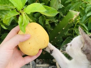 5、雪梨百香果水果茶,挑选雪梨一个。