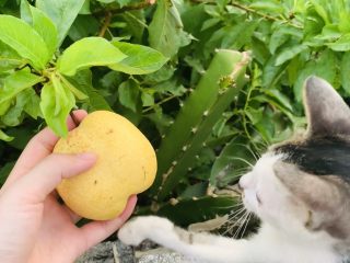6、雪梨百香果水果茶,喵喵说这个好吃。