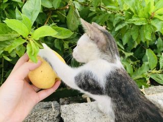 7、雪梨百香果水果茶,他说他要帮忙，等会给他吃一点。