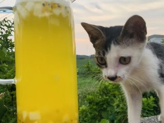 13、雪梨百香果水果茶,告诉喵喵太热小朋友不能吃热的东西，骂骂咧咧地走了。