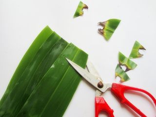 6、花生腊肠粽,将苇叶梗剪去，也可以不剪去直接包