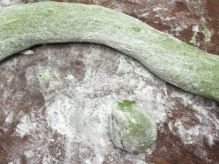 7、地方菜 清明果,锅里取出面团放板上揉匀，如粘手可用些干粉或手抹油，分成40重一个的剂子