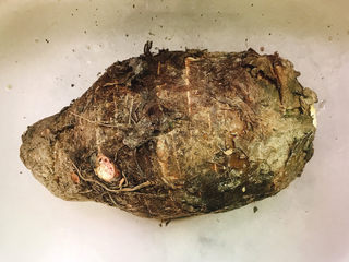 1、剁椒蒸芋头,准备好荔浦芋头