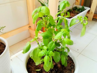 14、干煸醉乡鸭,罗勒,很适合搭配肉类做菜。我是自己种的,在某宝买的,罗勒是一年生植物,会结籽,秋天的时候把籽收集起来,第二年春天再重下去就可以了。