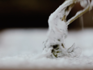 6、【谷雨·香椿鱼儿】谷雨落时,一口香椿一口茶,将香椿裹上干粉;