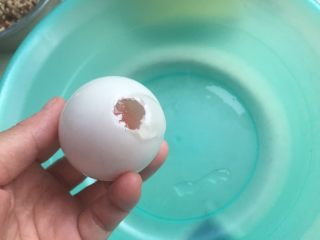 8、咸蛋肉粽,再顶端用剪刀头轻轻敲击，然后剪一个直径1cm不到的洞。