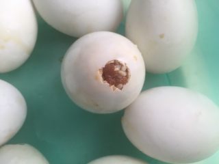 11、咸蛋肉粽,最后要用一片肉丁封口哦。这可是个检验耐心的活。