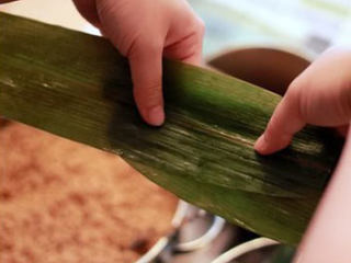 5、五花肉粽,先挑2张宽度差不多的叶子叠起来