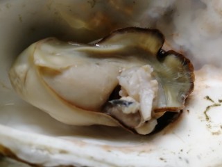 14、清蒸生蚝,还挺肥的。