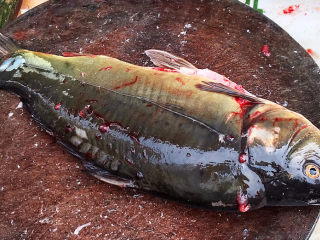 2、炸鱼块,三道鳞鲤鱼1条，去除内脏和鱼鳃，清洗干净