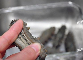 2、#八珍盛宴#醉美食光繁如花之啤酒海参虾,清洗海参。顺着海参底部的小孔剪开整个腹部，去掉头部的沙嘴。并将海参内壁上的白筋成段剪开，但不要减掉，然后整个清洗干净即可。据说里面的白筋更有营养，剪成段后的海参还会发的再大些。