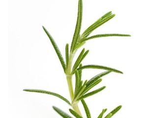 16、迷迭香黑胡椒牛排,来个迷迭香的图片，用的时候。用手指把叶子撸下来，煎肉的时候撒进去，中间的枝可以留着腌肉