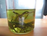 1、甜菊冰皮南瓜月饼,甜菊叶用开水冲开，水量不要太多，实际用90ml，冷却备用