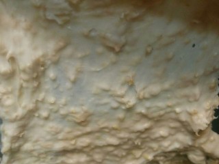 5、全麦核桃包～软欧包,快速搅拌出7成筋，