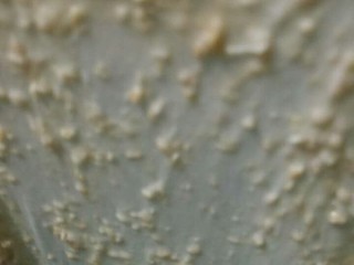 7、全麦核桃包～软欧包,快速搅拌出九成半筋。