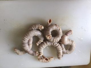 7、日式味噌煮九转小肠,开始肠套肠：撑开一根猪小肠的一端，把另一根猪小肠的一端塞进去一点，然后对着水流冲，让水流把要塞进去的那根猪小肠冲进去。