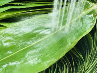 8、水晶粽子,再用清水冲一遍